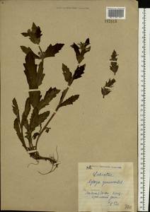 Ajuga genevensis L., Eastern Europe, North Ukrainian region (E11) (Ukraine)