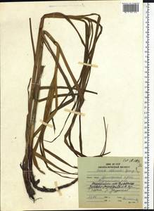 Carex atherodes Spreng., Siberia, Russian Far East (S6) (Russia)