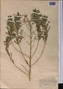 Euphorbia soongarica Boiss., Middle Asia, Dzungarian Alatau & Tarbagatai (M5) (Kazakhstan)