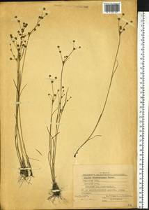 Juncus alpinoarticulatus subsp. fischerianus (Turcz. ex V. I. Krecz.) Hämet-Ahti, Siberia, Russian Far East (S6) (Russia)