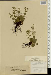 Alchemilla substrigosa Juz. ex Majewski, Eastern Europe, Central region (E4) (Russia)