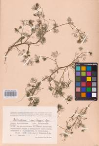 Ranunculus rionii Lagger, Eastern Europe, Lower Volga region (E9) (Russia)