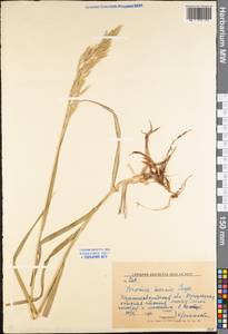 Bromus inermis Leyss., Eastern Europe, North Ukrainian region (E11) (Ukraine)