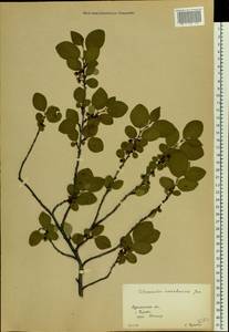 Cotoneaster integerrimus Medik., Eastern Europe, Northern region (E1) (Russia)