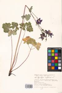 Aquilegia vulgaris L., Eastern Europe, Moscow region (E4a) (Russia)