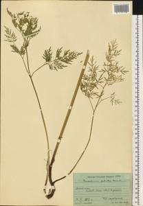 Thysselinum palustre (L.) Hoffm., Eastern Europe, Moscow region (E4a) (Russia)