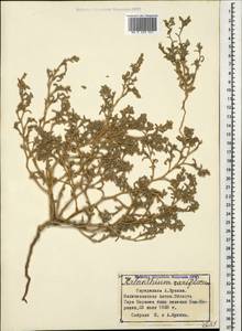 Halimocnemis rarifolia (K.Koch) Akhani, Caucasus, Azerbaijan (K6) (Azerbaijan)