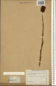 Anacamptis pyramidalis (L.) Rich., Caucasus (no precise locality) (K0)