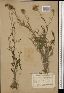 Centaurea pseudoscabiosa Boiss. & Buhse, Caucasus, Azerbaijan (K6) (Azerbaijan)