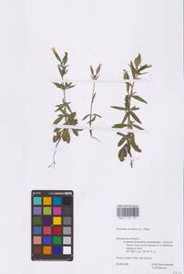 Silene noctiflora L., Eastern Europe, Central region (E4) (Russia)