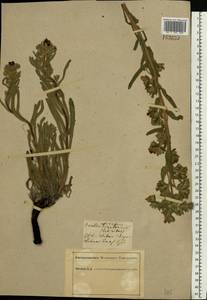 Onosma tinctoria M. Bieb., Eastern Europe, South Ukrainian region (E12) (Ukraine)