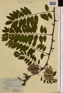 Robinia viscosa Vent., Eastern Europe, Central forest-and-steppe region (E6) (Russia)