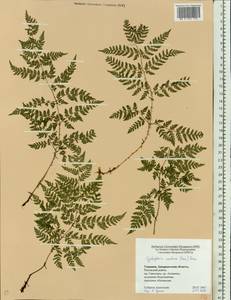 Cystopteris montana (Lam.) Bernh., Eastern Europe, West Ukrainian region (E13) (Ukraine)