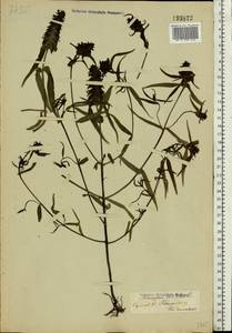 Melampyrum cristatum L., Eastern Europe, Middle Volga region (E8) (Russia)