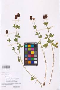 Trifolium spadiceum L., Eastern Europe, North-Western region (E2) (Russia)
