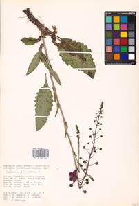 MHA 0 159 103, Verbascum phoeniceum L., Eastern Europe, Lower Volga region (E9) (Russia)