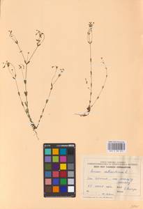 Linum catharticum L., Eastern Europe, Estonia (E2c) (Estonia)