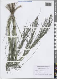 Eragrostis albensis H.Scholz, Eastern Europe, Moscow region (E4a) (Russia)