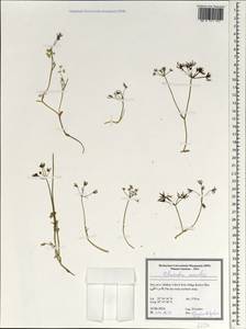Elwendia caroides Boiss., South Asia, South Asia (Asia outside ex-Soviet states and Mongolia) (ASIA) (Iran)
