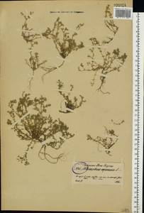 Scleranthus annuus L., Eastern Europe, North-Western region (E2) (Russia)
