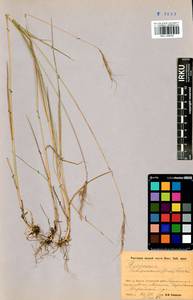 Elymus gmelinii (Trin.) Tzvelev, Siberia, Baikal & Transbaikal region (S4) (Russia)
