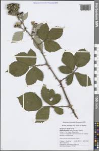 Rubus procerus P. J. Müll. ex Boulay, Eastern Europe, Moscow region (E4a) (Russia)