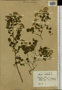 Spiraea trilobata L., Siberia, Altai & Sayany Mountains (S2) (Russia)