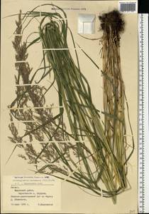 Calamagrostis canescens (Weber) Roth, Eastern Europe, Latvia (E2b) (Latvia)