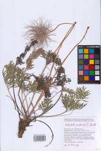 Pulsatilla pratensis (L.) Mill., Eastern Europe, Rostov Oblast (E12a) (Russia)