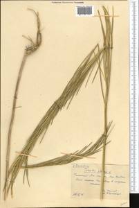 Turritis glabra L., Middle Asia, Western Tian Shan & Karatau (M3) (Kazakhstan)