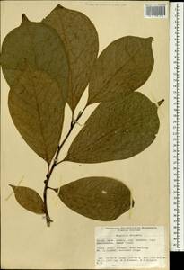 Magnolia denudata Desr., South Asia, South Asia (Asia outside ex-Soviet states and Mongolia) (ASIA) (China)