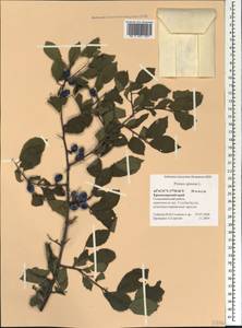 Prunus spinosa L., Caucasus, Black Sea Shore (from Novorossiysk to Adler) (K3) (Russia)