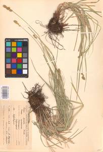 Carex spicata subsp. spicata, Eastern Europe, Central forest-and-steppe region (E6) (Russia)