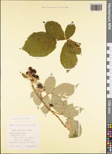 Rubus ibericus Juz., Caucasus, Black Sea Shore (from Novorossiysk to Adler) (K3) (Russia)