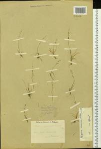 Phippsia concinna (Th.Fr.) Lindeb., Siberia, Central Siberia (S3) (Russia)