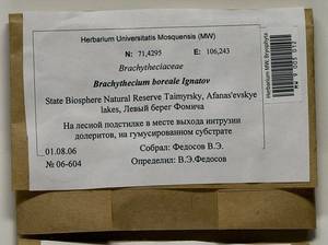 Brachythecium boreale Ignatov, Bryophytes, Bryophytes - Krasnoyarsk Krai, Tyva & Khakassia (B17) (Russia)
