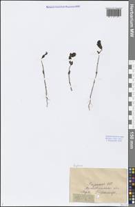 Euphrasia, Middle Asia, Caspian Ustyurt & Northern Aralia (M8) (Kazakhstan)