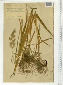 Phalaris arundinacea L., Siberia, Chukotka & Kamchatka (S7) (Russia)