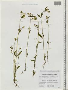 Halenia corniculata (L.) Cornaz, Siberia, Baikal & Transbaikal region (S4) (Russia)