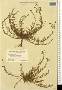 Spergularia media (L.) C. Presl, Crimea (KRYM) (Russia)