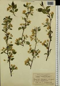 Malus baccata (L.) Borkh., Siberia, Baikal & Transbaikal region (S4) (Russia)