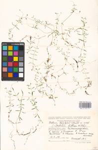 Stellaria longifolia (Regel) Muhl. ex Willd., Eastern Europe, Moscow region (E4a) (Russia)