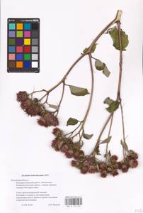 Arctium tomentosum Mill., Eastern Europe, Central region (E4) (Russia)