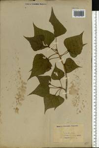 Populus nigra L., Eastern Europe, Eastern region (E10) (Russia)