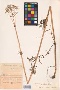 Valeriana pratensis subsp. angustifolia (Soó) Kirschner, Buttler & Hand, Eastern Europe, West Ukrainian region (E13) (Ukraine)