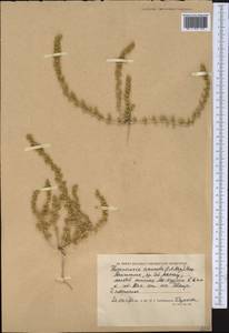 Horaninovia anomala (C.A.Mey.) Moq., Middle Asia, Caspian Ustyurt & Northern Aralia (M8) (Kazakhstan)