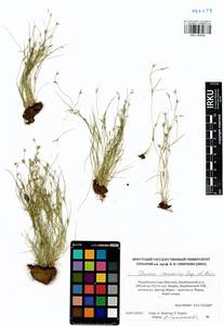 Juncus ranarius Songeon & E. P. Perrier, Siberia, Yakutia (S5) (Russia)