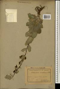 Verbascum saccatum C. Koch, Caucasus, Armenia (K5) (Armenia)