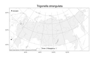 Trigonella strangulata Boiss., Atlas of the Russian Flora (FLORUS) (Russia)