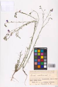 Linum austriacum L., Eastern Europe, Lower Volga region (E9) (Russia)